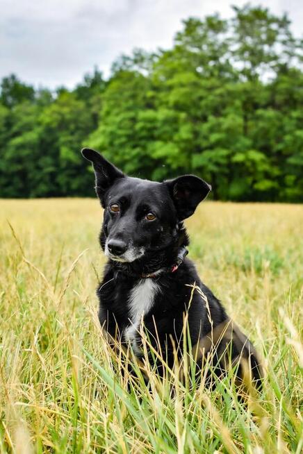 Wrona - czarna niewielka nieśmiała suczka czeka na dom