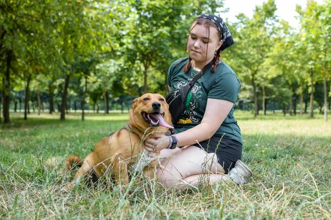 Apik-rudy młody wesoły piesek do adopcji