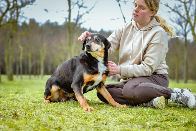 Kora - starsza delikatna i kontaktowa suczka do adopcji
