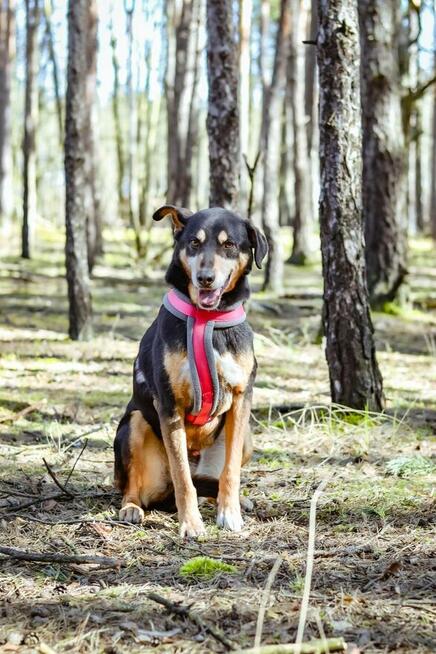 Afgan-średniej wielkości pies do odpowiedzialnej adopcji