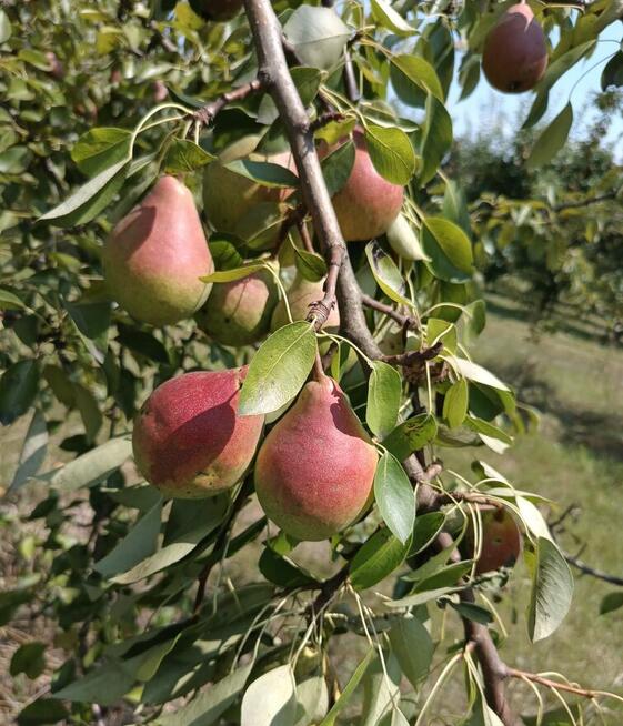 Gruszki klapsa z naszego sadu cena od 1,50 -2 zł.
