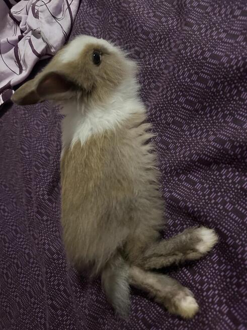 Królik teddy za darmo