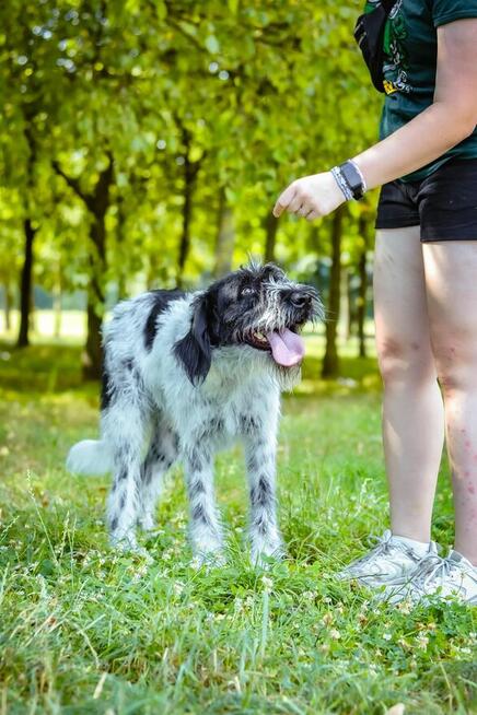Ares-nieufny, wymagający pracy pies do świadomej adopcji