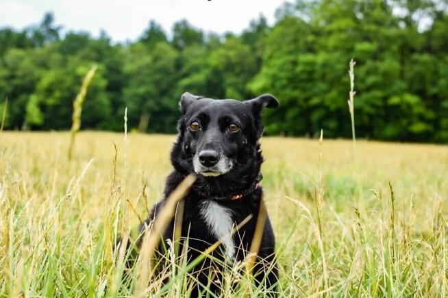 Wrona - czarna niewielka nieśmiała suczka czeka na dom