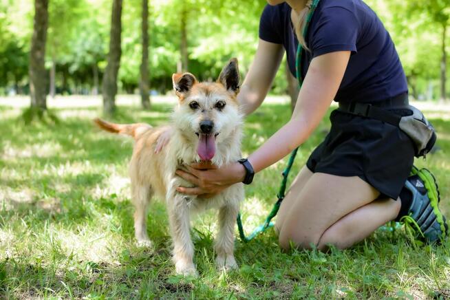 Karmin- rudy szorstki piesek do adopcji