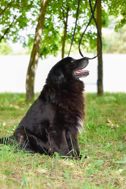 Gazik-czarny, zwykly, niewidzialny pies do adopcji