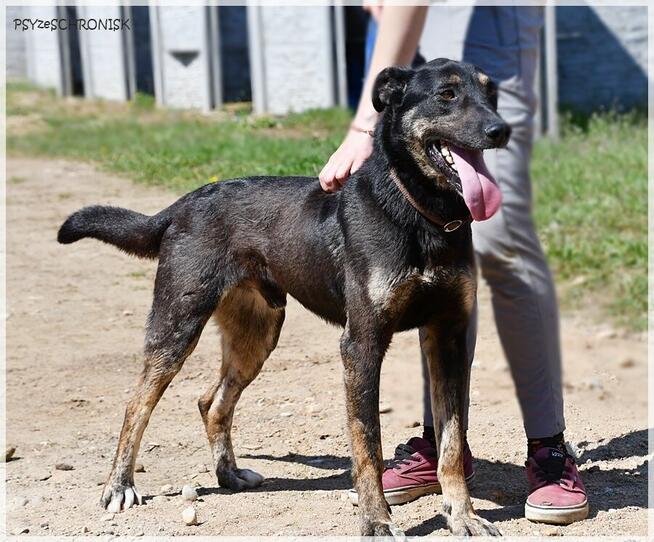 Wiesław: smukły i energiczny bystrzak