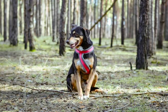 Afgan-średniej wielkości pies do odpowiedzialnej adopcji