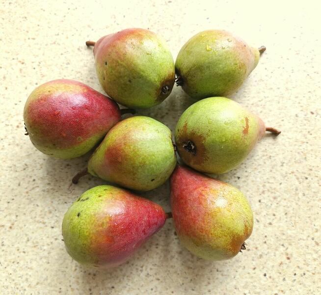 Gruszki klapsa z naszego sadu cena od 1,50 -2 zł.