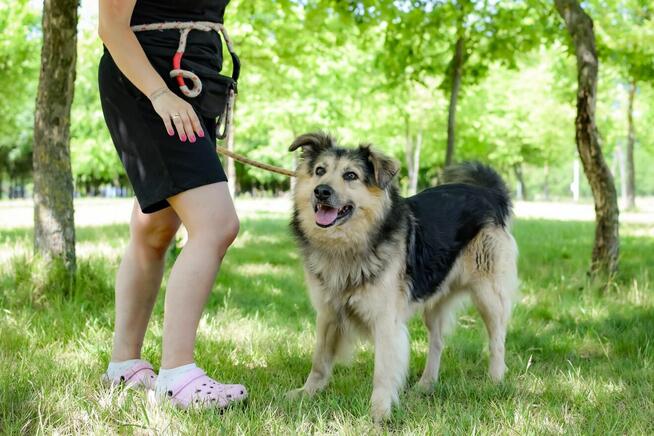 Mobi-kudłaty spokojny psiak do adopcji