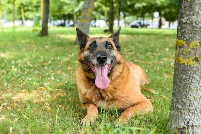 Koka-starsza cudowna suczka w typie owczarka belgijskiego
