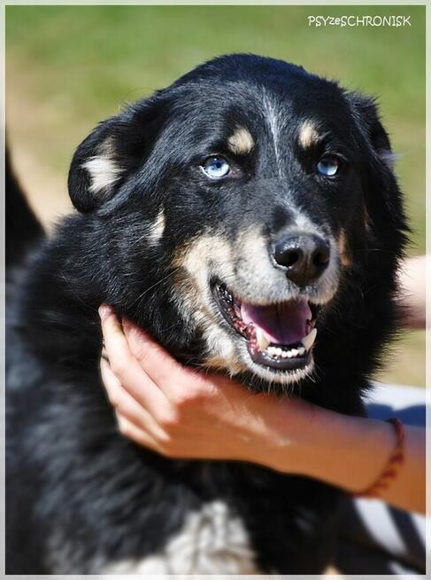 Drej: sympatyczny pies o tajemniczych oczach