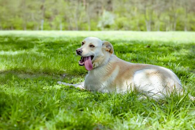 Biały-średniej wielkości młody pies do adopcji