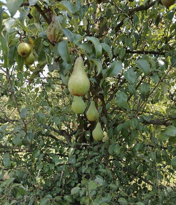 Gruszki klapsa z naszego sadu cena od 1,50 -2 zł.