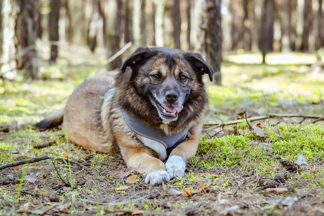 Bonnie-cudowna suczka o anielskim charakterze do adopcji