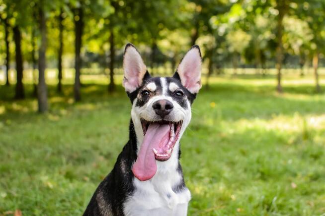 Łobuz-wycofany, bardzo aktywny pies do świadomej adopcji