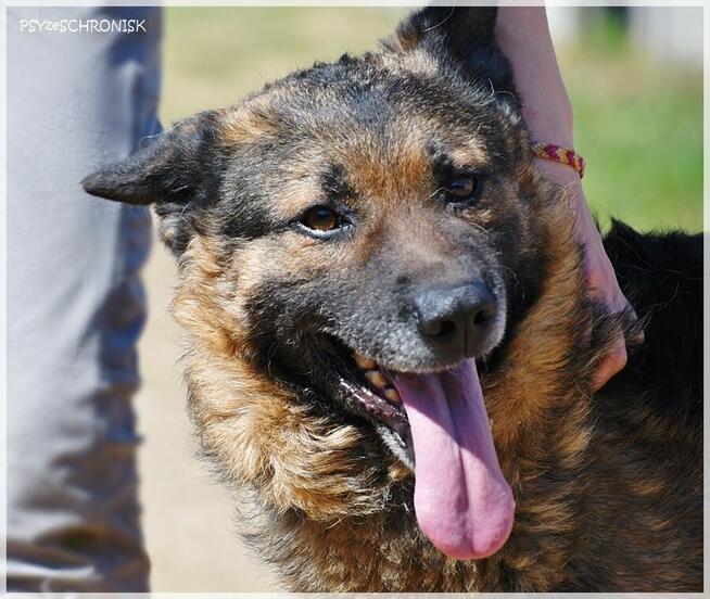 Kozak – owczarkowość to zaleta!