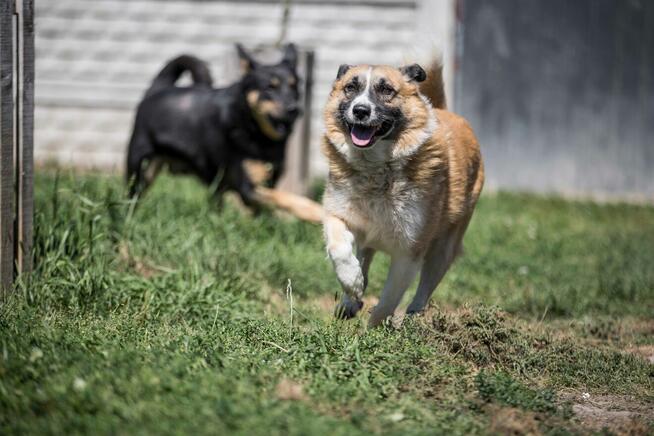 Cudowny pies szuka domu - przyjaciel idealny! :)