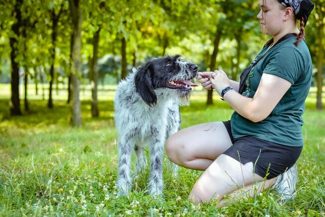 Ares-nieufny, wymagający pracy pies do świadomej adopcji
