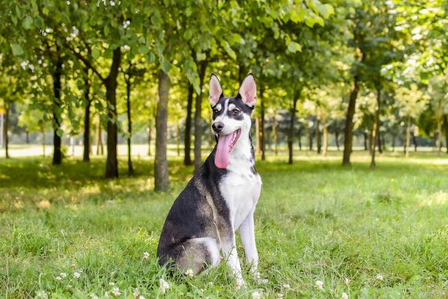 Łobuz-wycofany, bardzo aktywny pies do świadomej adopcji