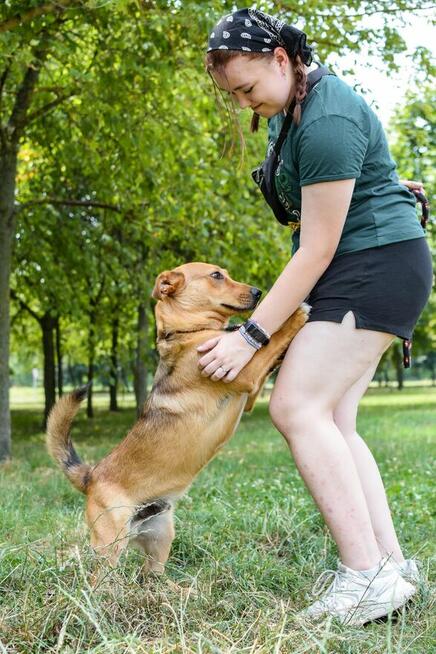 Apik-rudy młody wesoły piesek do adopcji