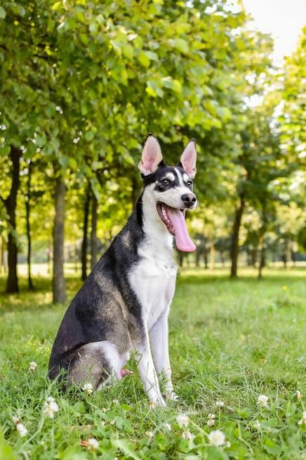 Łobuz-wycofany, bardzo aktywny pies do świadomej adopcji