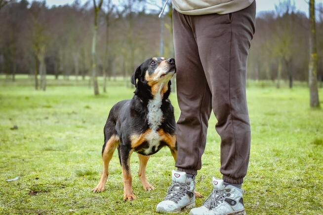 Kora - starsza delikatna i kontaktowa suczka do adopcji
