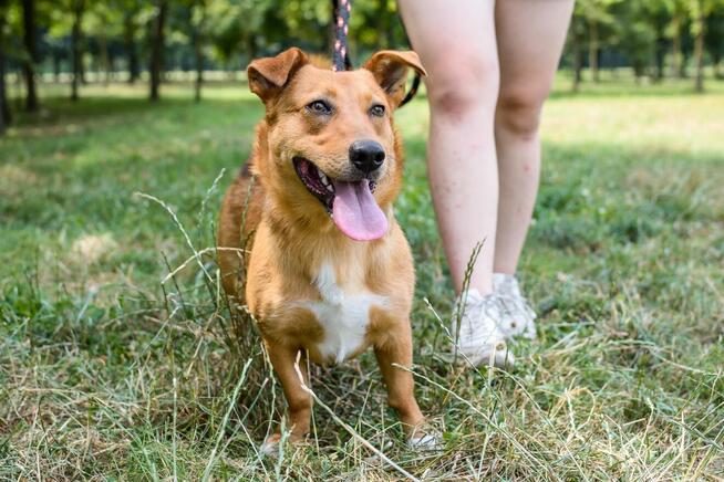 Apik-rudy młody wesoły piesek do adopcji