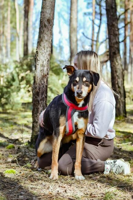 Afgan-średniej wielkości pies do odpowiedzialnej adopcji