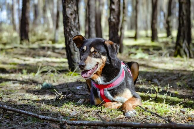 Afgan-średniej wielkości pies do odpowiedzialnej adopcji