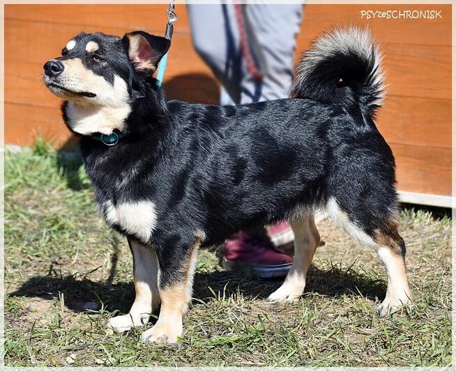 Norek - mimo złej passy jest wesoły jak szczeniak
