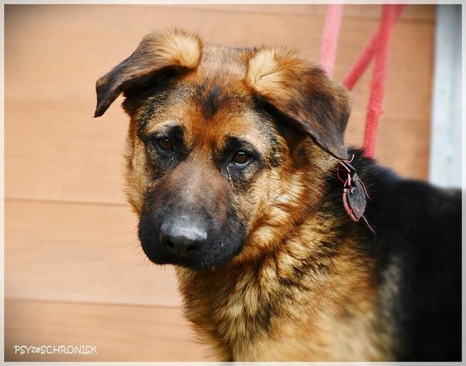 Major - towarzyski prawie-owczarek