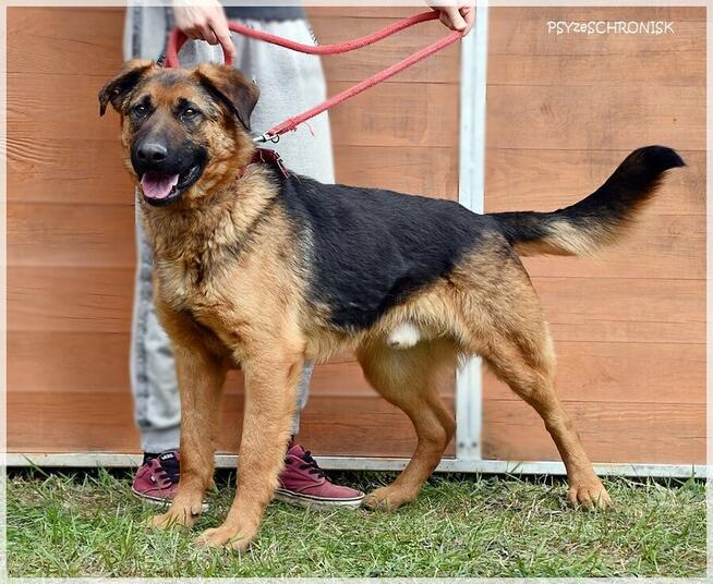 Major - towarzyski prawie-owczarek