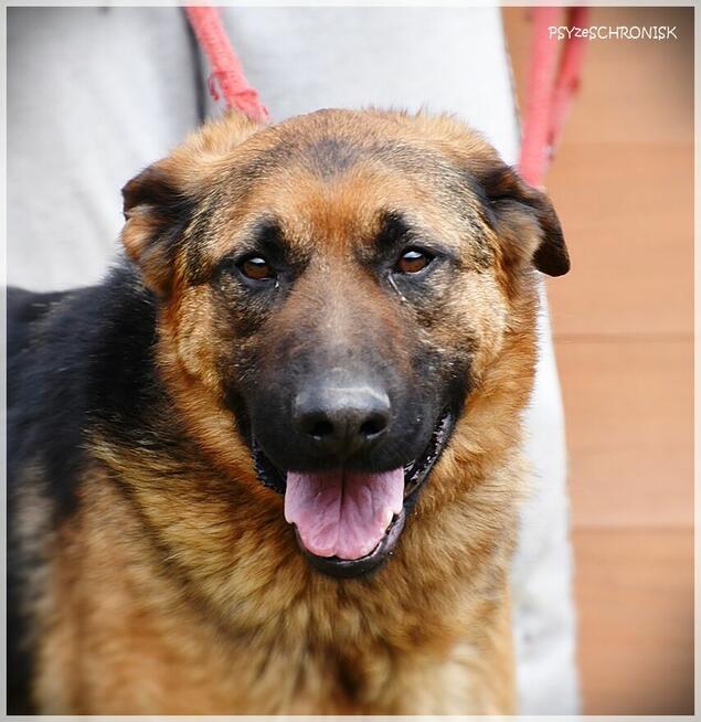 Major - towarzyski prawie-owczarek