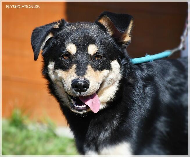 Norek - mimo złej passy jest wesoły jak szczeniak