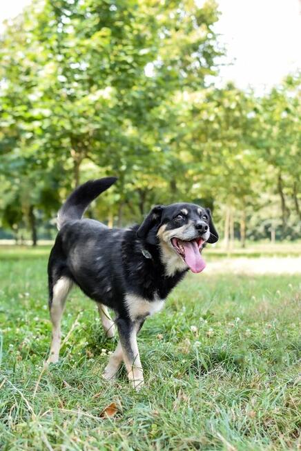 Michasia-cudowna starsza suczka czeka na kochający dom