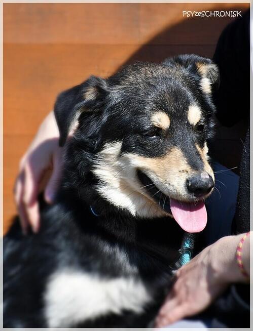 Norek - mimo złej passy jest wesoły jak szczeniak