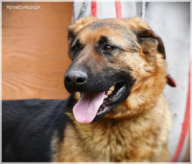 Major - towarzyski prawie-owczarek