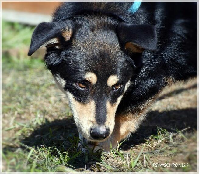 Norek - mimo złej passy jest wesoły jak szczeniak