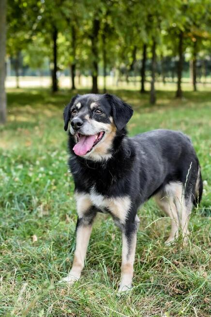Michasia-cudowna starsza suczka czeka na kochający dom