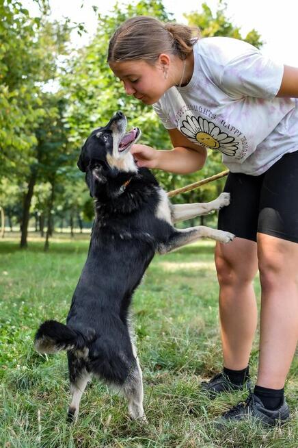 Michasia-cudowna starsza suczka czeka na kochający dom