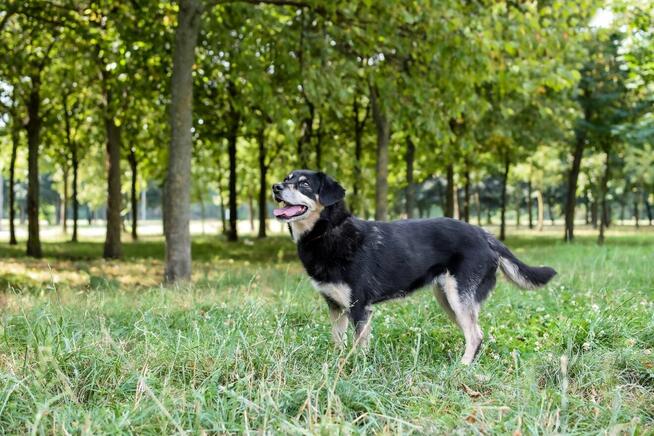 Michasia-cudowna starsza suczka czeka na kochający dom