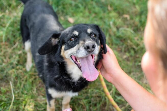 Michasia-cudowna starsza suczka czeka na kochający dom