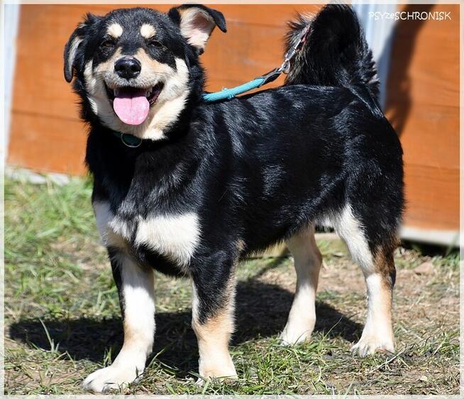 Norek - mimo złej passy jest wesoły jak szczeniak