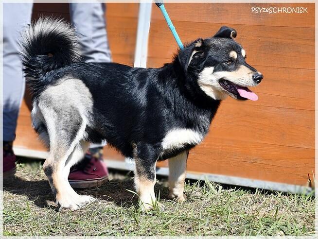 Norek - mimo złej passy jest wesoły jak szczeniak