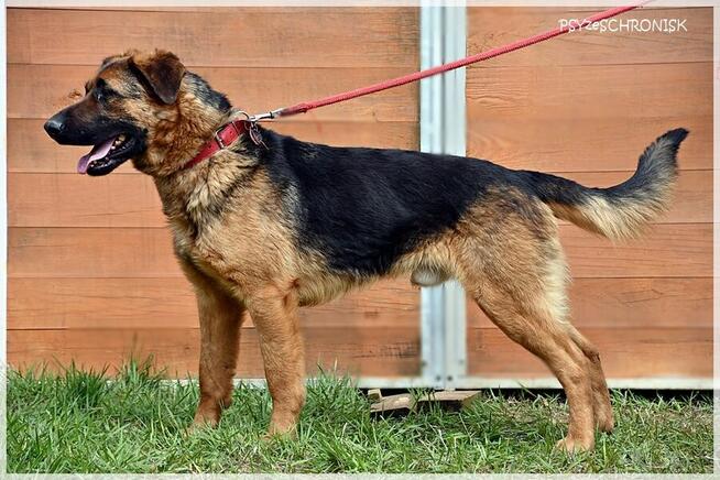 Major - towarzyski prawie-owczarek