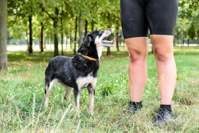Michasia-cudowna starsza suczka czeka na kochający dom