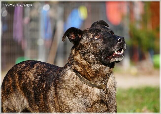 Tyson - tak wiele cech ma ten łobuz / pokochasz go