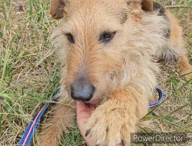 Prze kochany proludzi psiak poleca się do adopcji