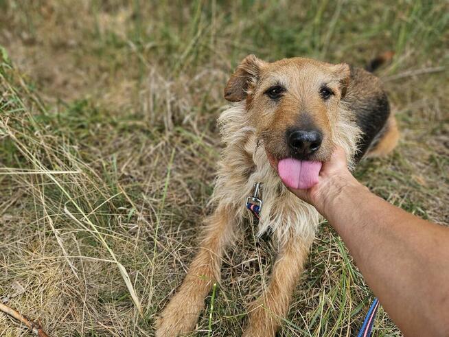 Prze kochany proludzi psiak poleca się do adopcji